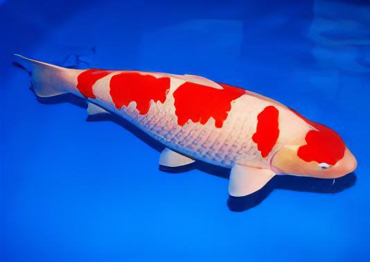 Kohaku Grade A Koi Carp Cyprinus Carpio - Real Aquatics