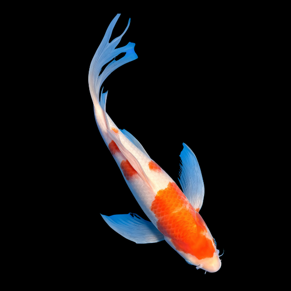 Kohaku Butterfly Japanese Koi Carp Cyprinus Carpio - Real Aquatics