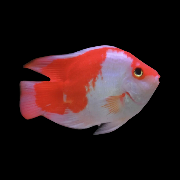 King Kong Kohaku Parrot Fish Hybrid Amphilophus Citrinellus Vieja melanurus - 10cm