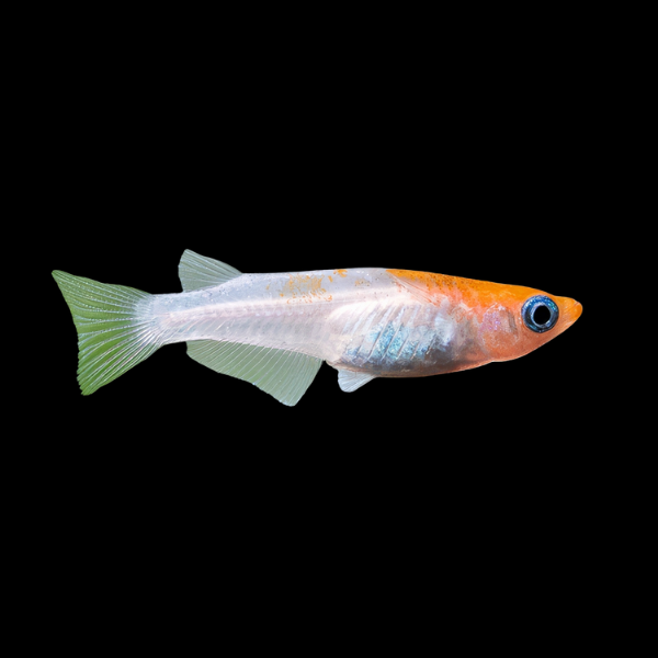 Kohaku Rice Fish Oryzias Latipes - 3cm - Real Aquatics