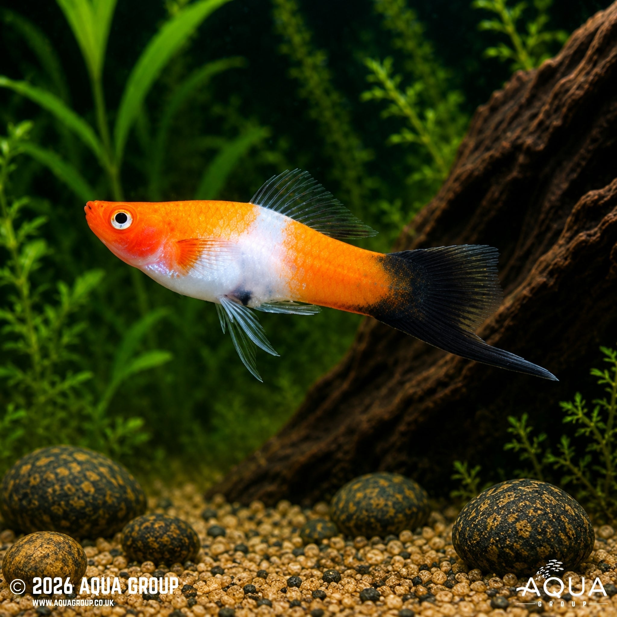 Kohaku Wagtail Swordtail (Xiphophorus hellerii)