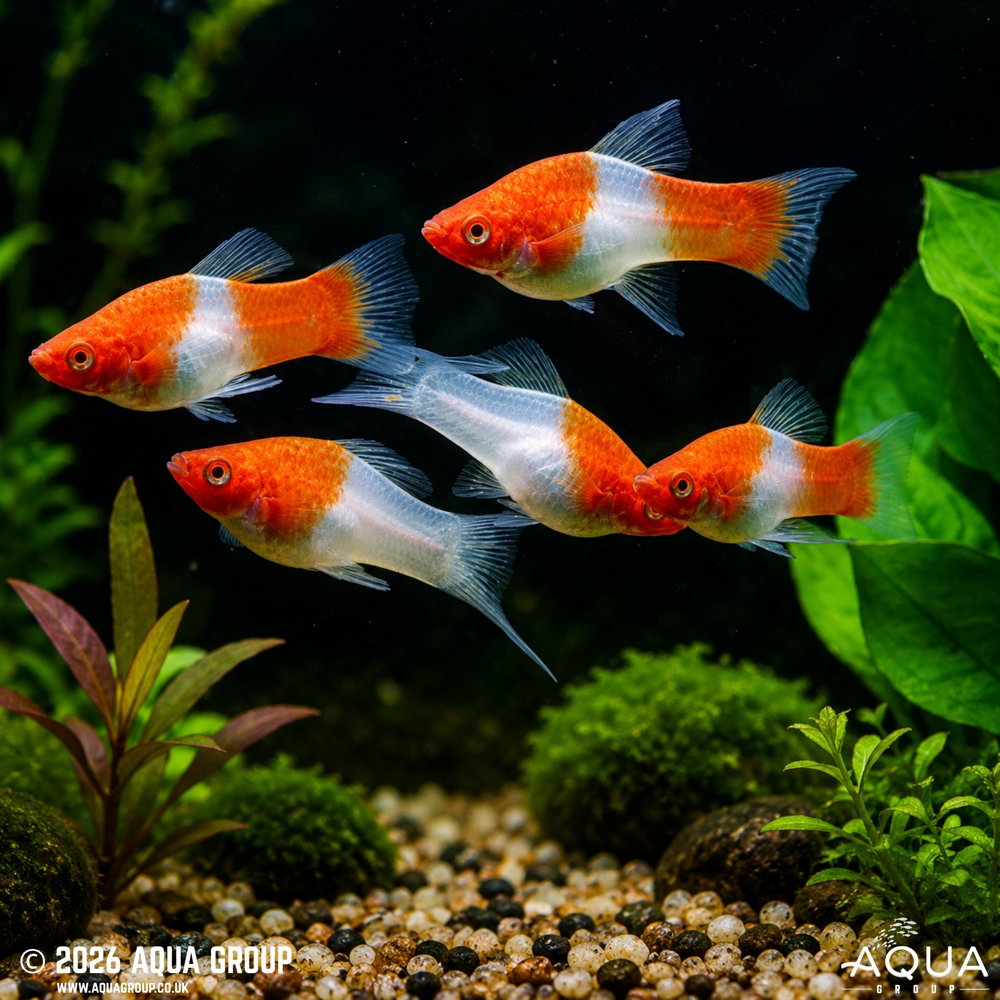 Kohaku Swordtail (Xiphophorus hellerii)