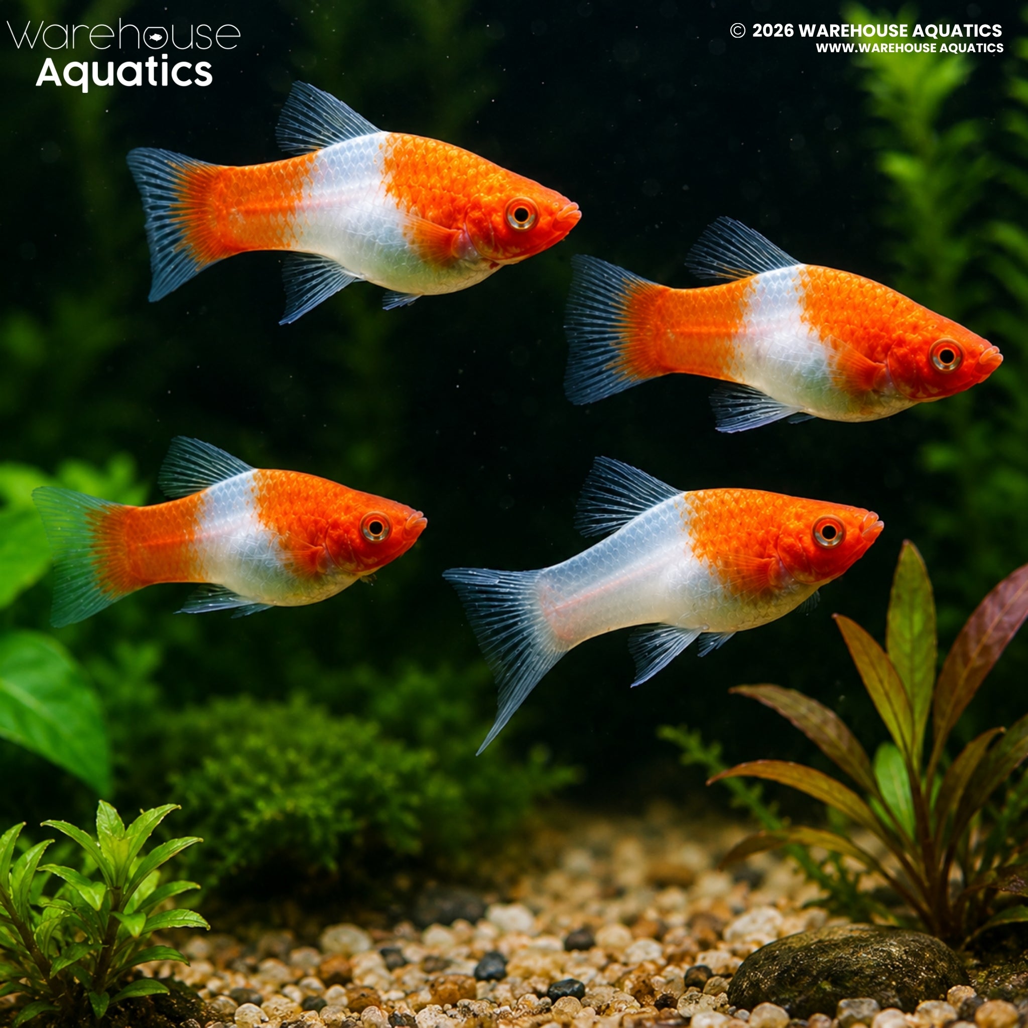 Kohaku Swordtail (Xiphophorus hellerii)