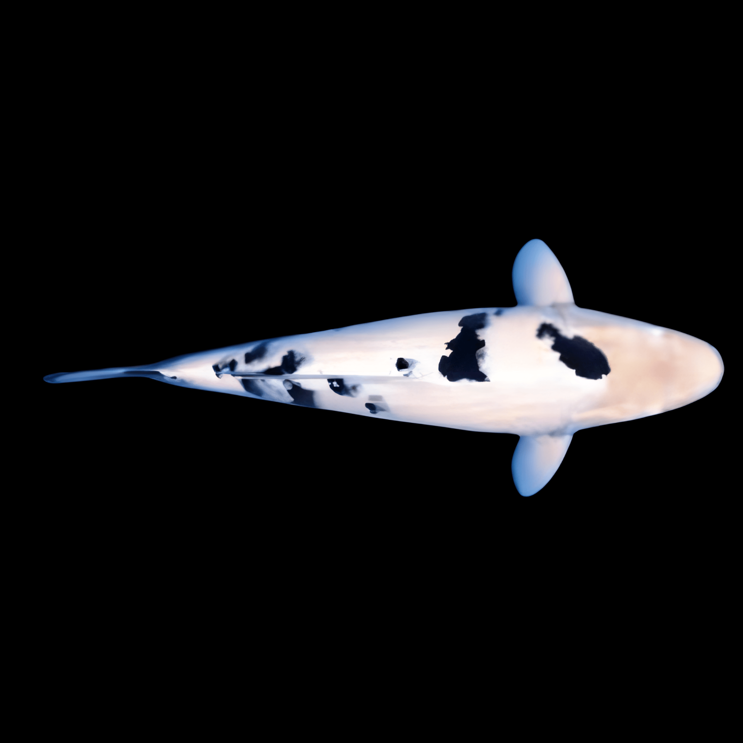 Bekko Classic Koi Carp Cyprinus Carpio