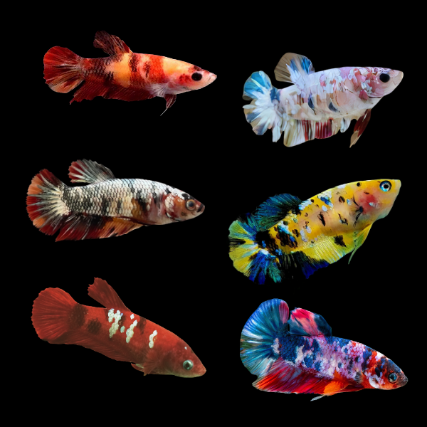 Koi Betta Assorted Female 3cm - Real Aquatics