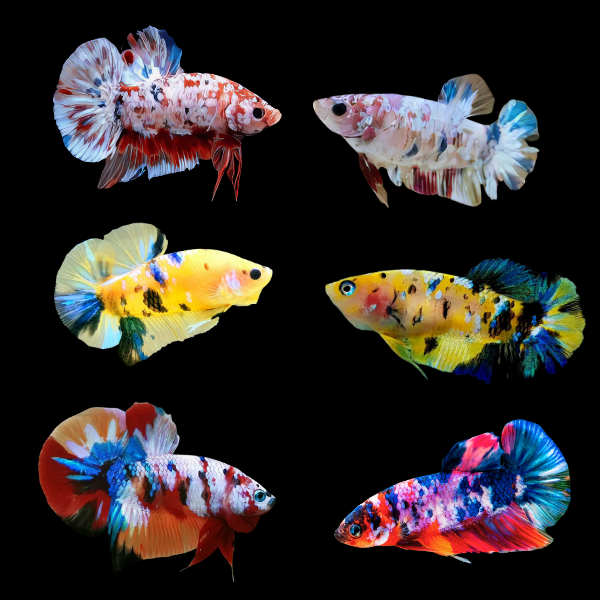 Koi Betta Assorted Pair's Male & Female 3cm - Real Aquatics