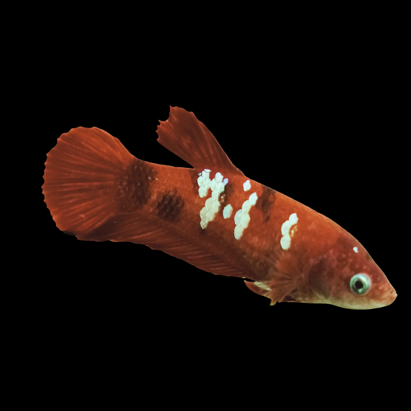 Koi Betta Female Burgundy Base 3cm - Real Aquatics