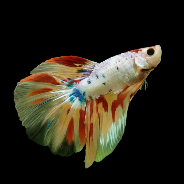 Koi Betta Female Long Fin 3cm - Real Aquatics