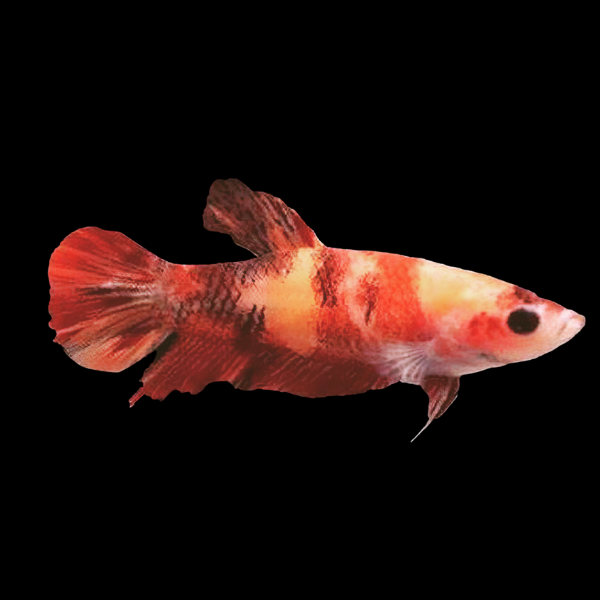 Koi Betta Female Nemo 3cm - Real Aquatics