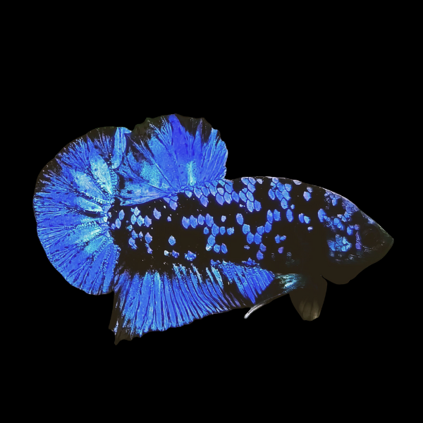 Koi Betta Male Avatar 3cm - Real Aquatics