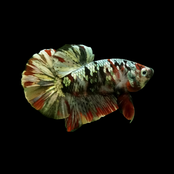 Koi Betta Male Emerald Base 3cm - Real Aquatics