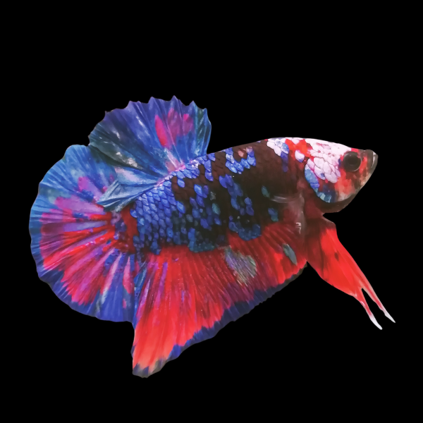 Koi Betta Male Galaxy 3cm - Real Aquatics