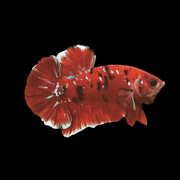 Koi Betta Male Red Base 3cm - Real Aquatics
