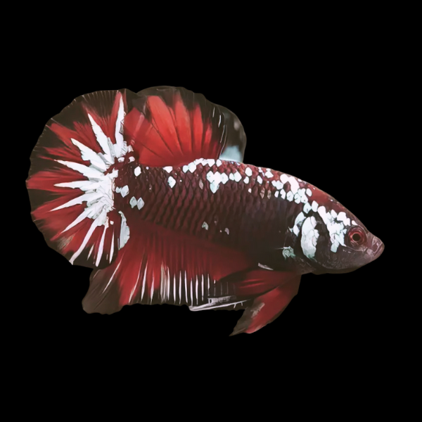 Koi Betta Male Samurai 3cm - Real Aquatics