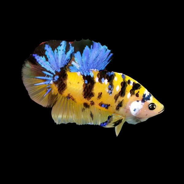 Koi Betta Male Tiger 3cm - Real Aquatics