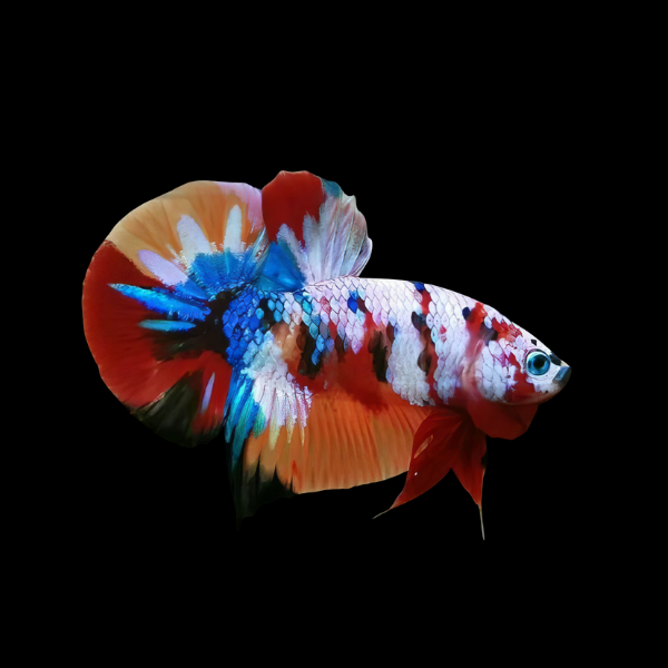 Koi Betta Male Tri Colour 3cm - Real Aquatics