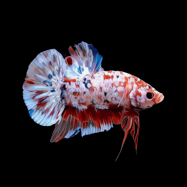 Koi Betta Male White Base 3cm - Real Aquatics