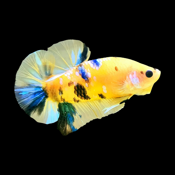 Koi Betta Male Yellow Base 3cm - Real Aquatics