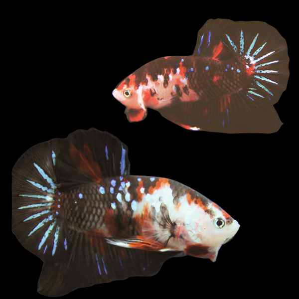 Koi Betta Pair Male & Female Black Base 3cm - Real Aquatics