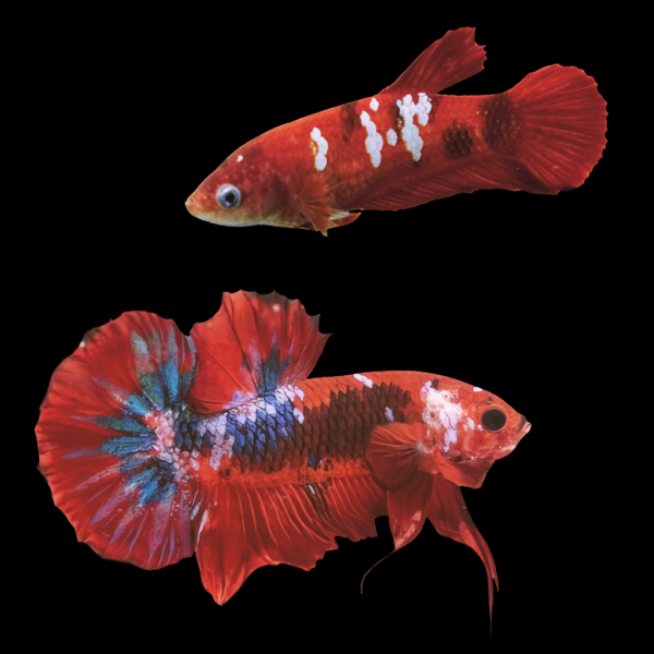 Koi Betta Pair Male & Female Burgundy Base 3cm