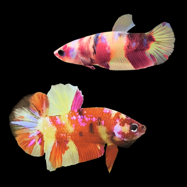 Koi Betta Pair Male & Female Candy 3cm - Real Aquatics