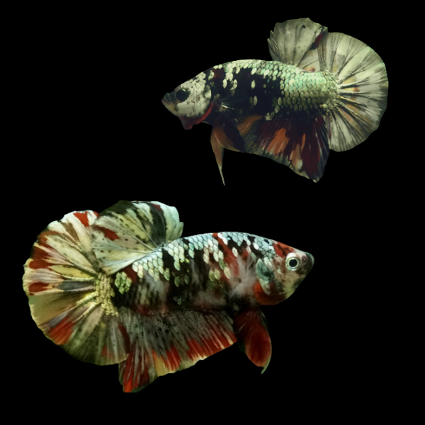 Koi Betta Pair Male & Female Emerald Base 3cm - Real Aquatics