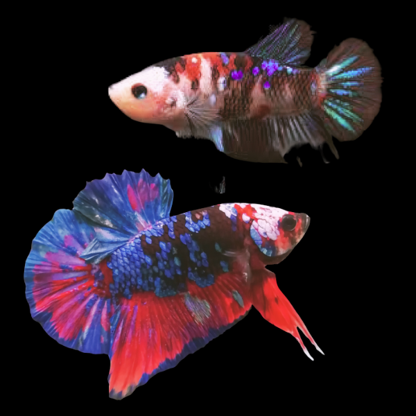 Koi Betta Pair Male & Female Galaxy 3cm - Real Aquatics