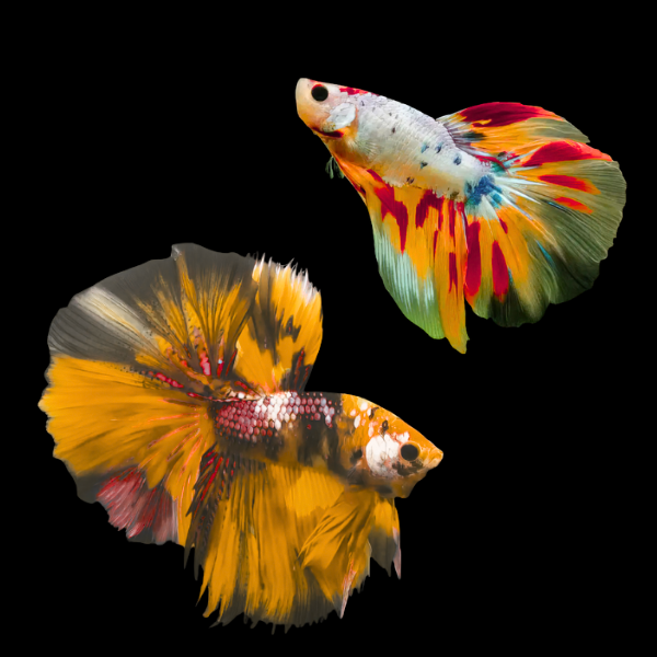 Koi Betta Pair Male & Female Long Fin 3cm - Real Aquatics