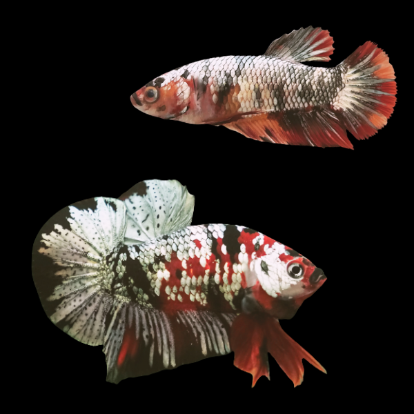 Koi Betta Pair Male & Female Metallic 3cm - Real Aquatics