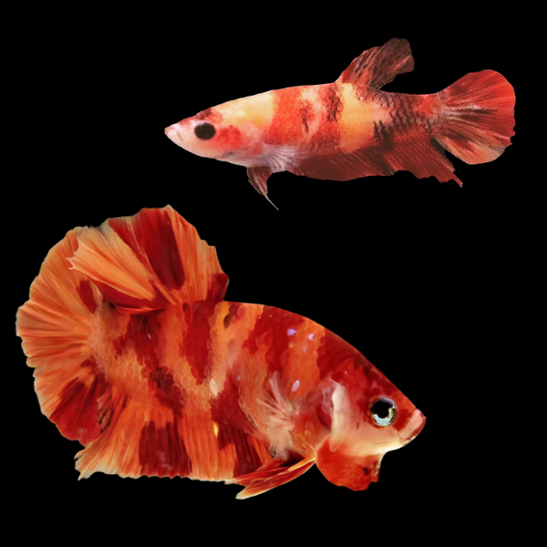 Koi Betta Pair Male & Female Nemo 3cm - Real Aquatics