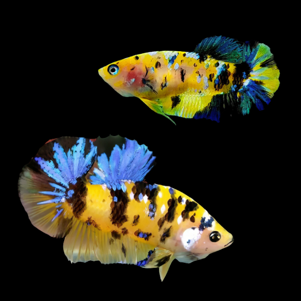 Koi Betta Pair Male & Female Tiger 3cm - Real Aquatics