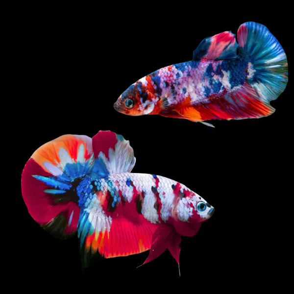 Koi Betta Pair Male & Female Tri Colour 3cm - Real Aquatics