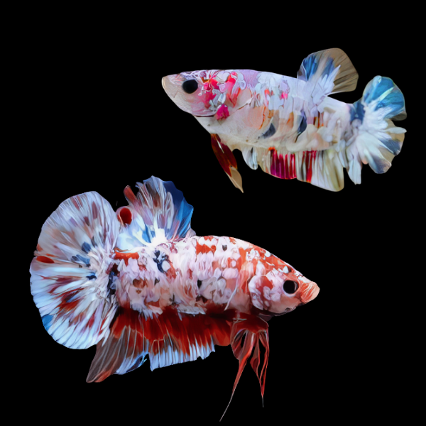 Koi Betta Pair Male & Female White Base 3cm - Real Aquatics