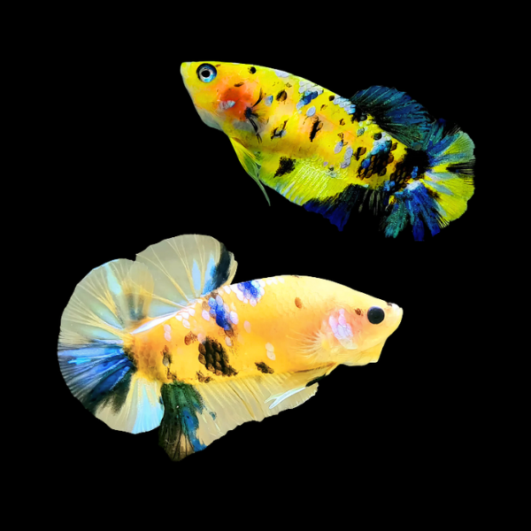 Koi Betta Pair Male & Female Yellow Base 3cm - Real Aquatics
