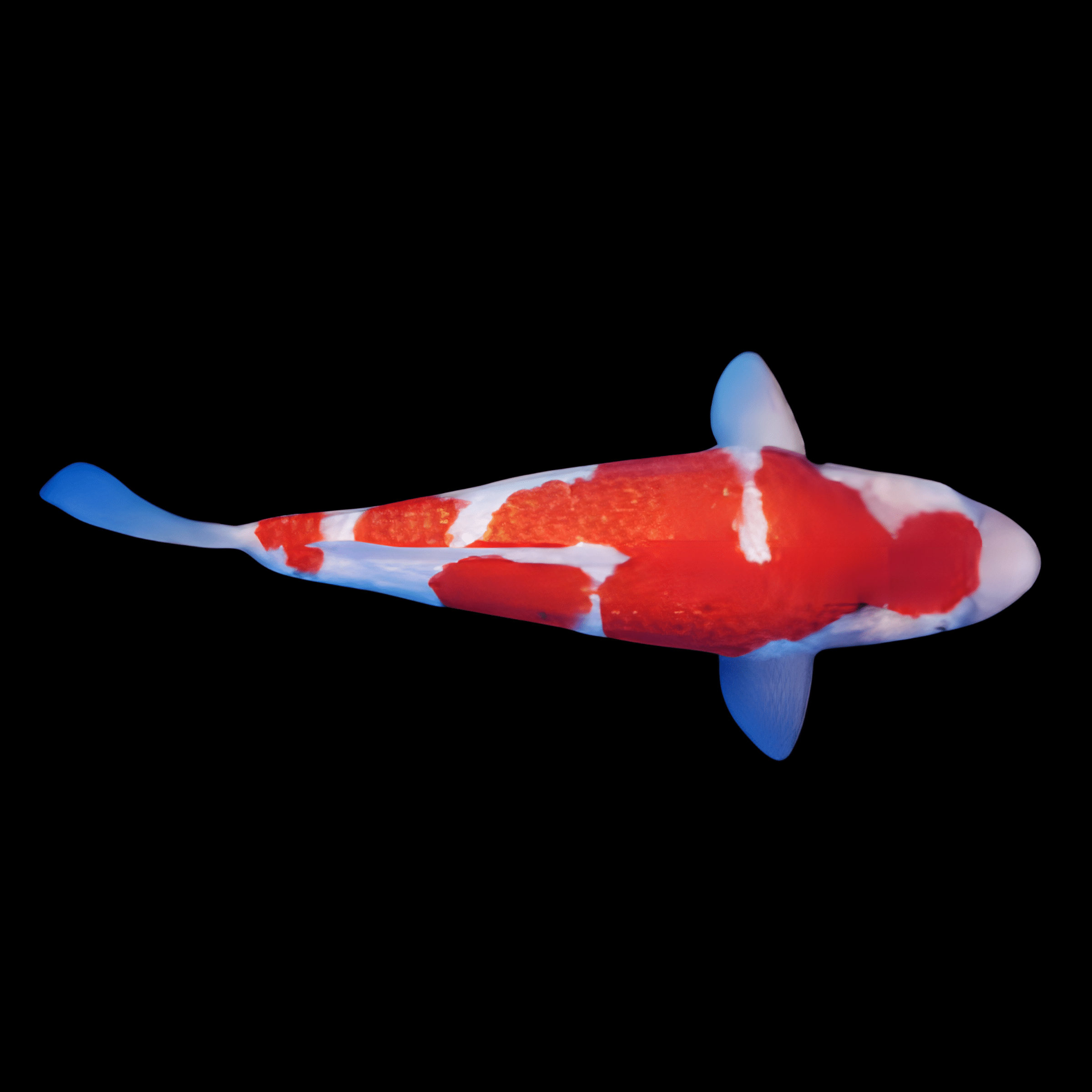 Gin Rin Japanese Koi Carp Cyprinus Carpio