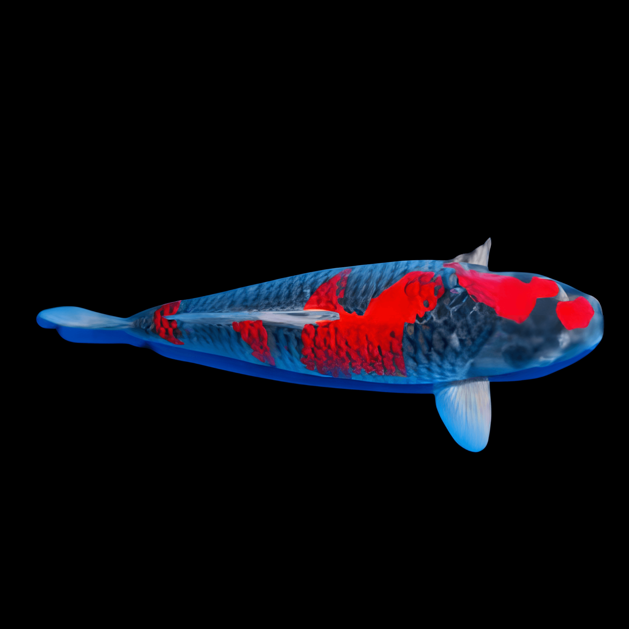 Goshiki Japanese Koi Carp Cyprinus Carpio