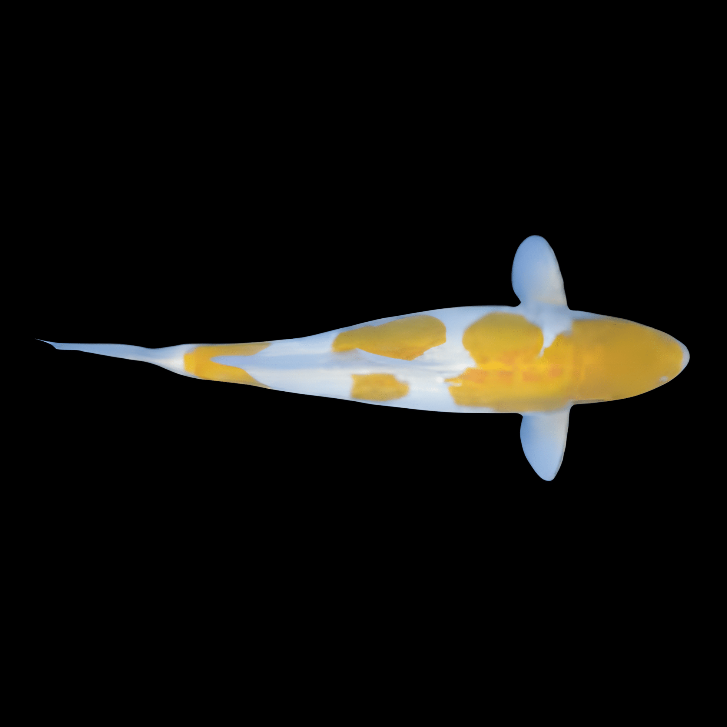 Hariwake Japanese Koi Carp Cyprinus Carpio