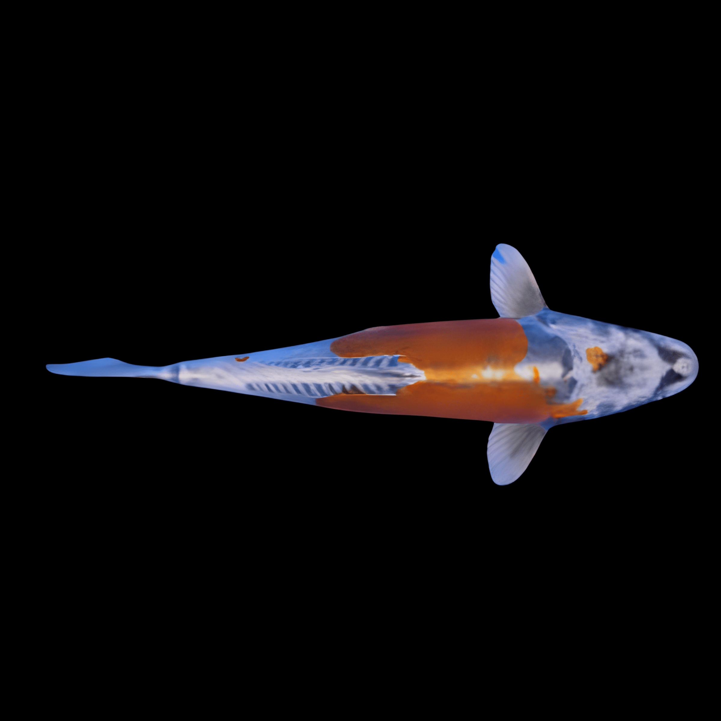 Kin Kikokuryu Japanese Koi Carp Cyprinus Carpio - Real Aquatics