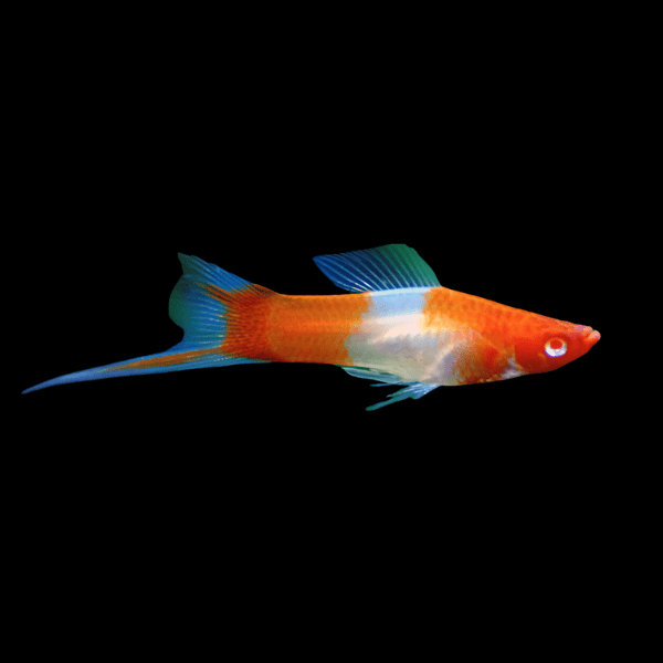 Koi Kohaku Swordtail Xiphophorus Hellerii 3cm - Real Aquatics