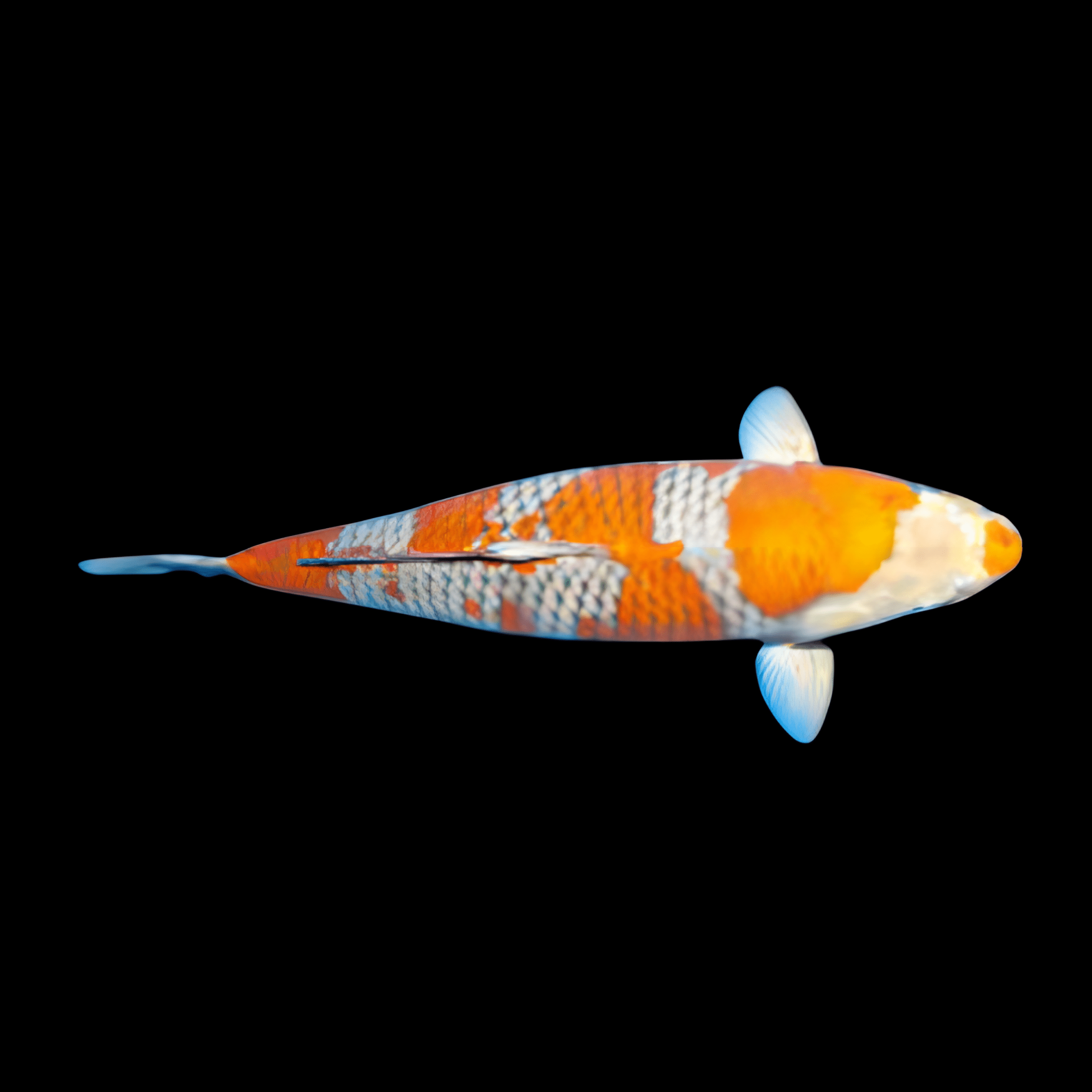 Ochiba Grade A Koi Carp Cyprinus Carpio - Real Aquatics