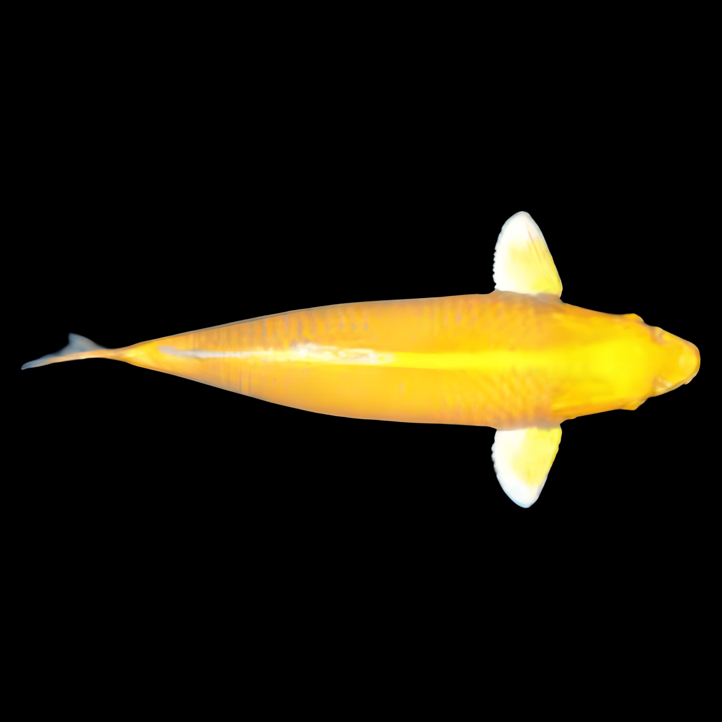 Ogon Grade A Koi Carp Cyprinus Carpio - Real Aquatics