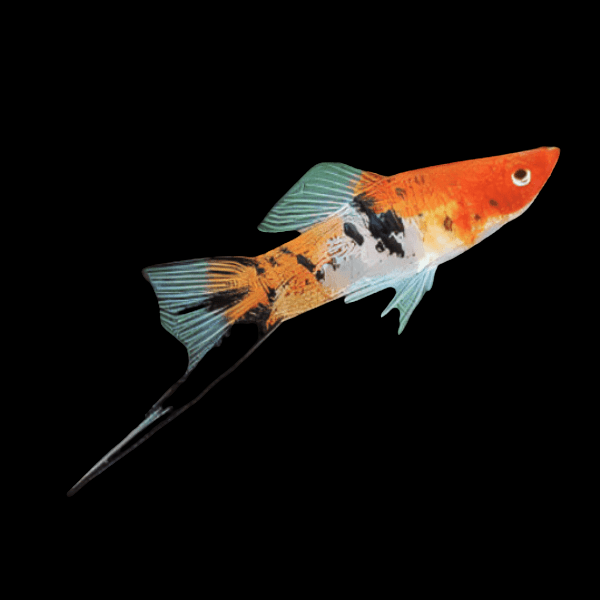 Koi Sanke Swordtail Xiphophorus Hellerii 3cm - Real Aquatics