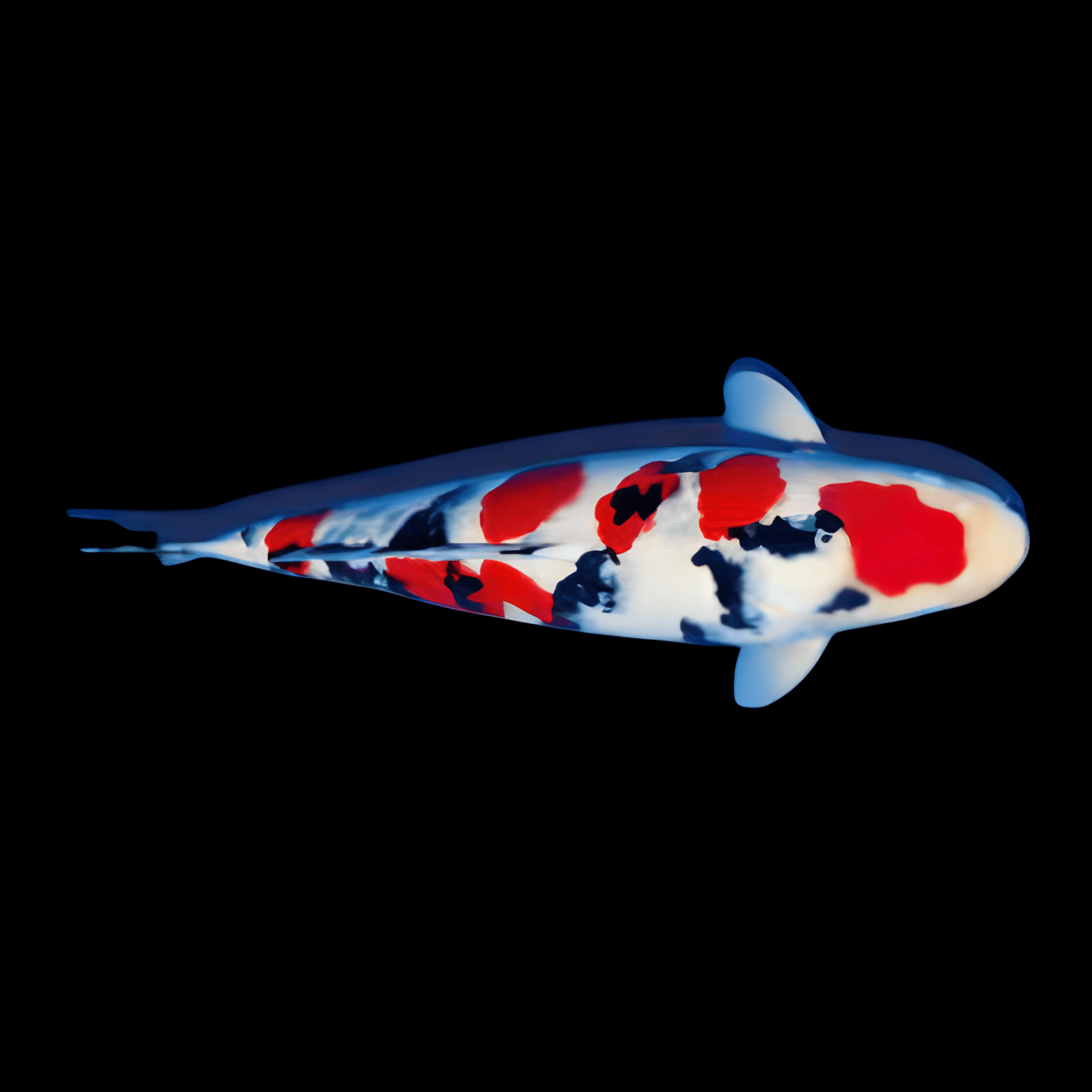 Taisho Sanke Japanese Koi Carp Cyprinus Carpio - Real Aquatics