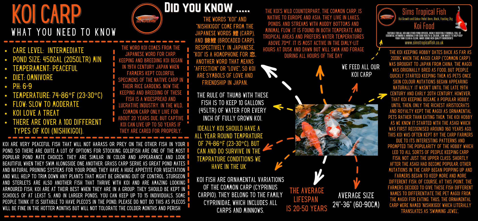 Asagi Butterfly Japanese Koi Carp Cyprinus Carpio