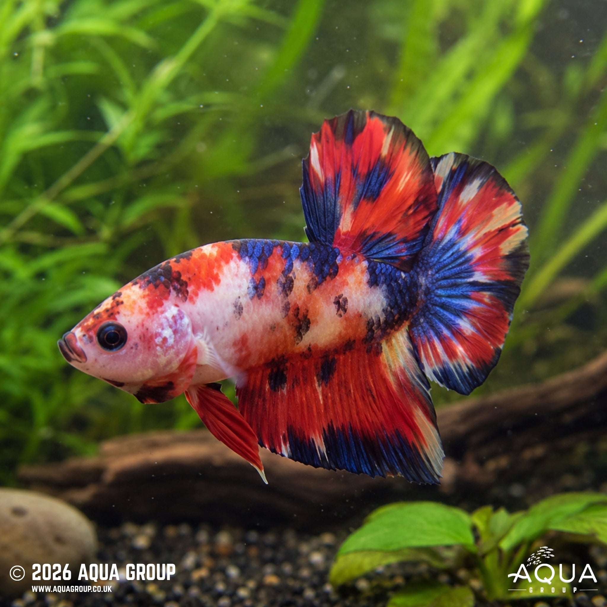 Koi Fire Tail Plakat #13