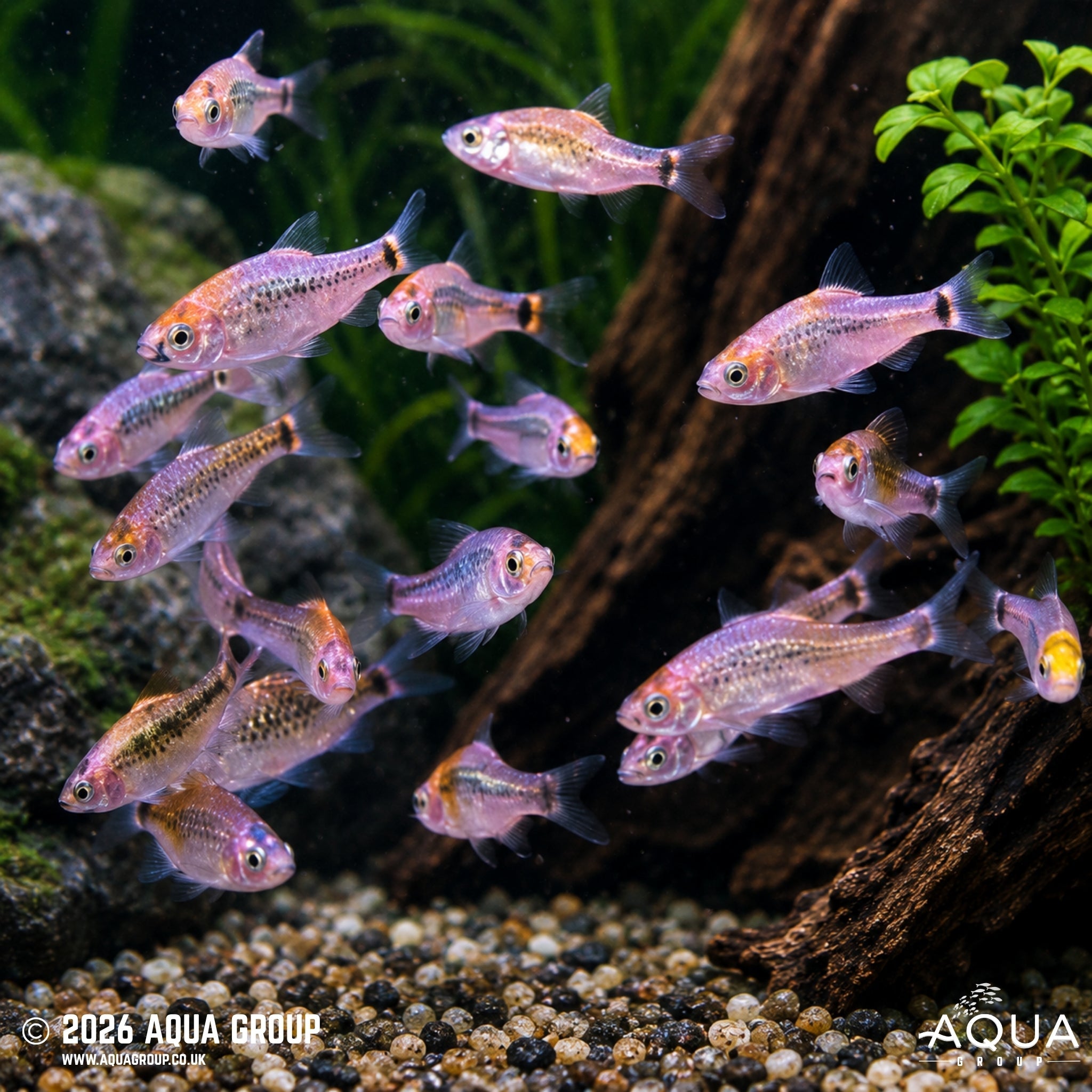 Koi Golden Barb (Barbodes semifasciolatus)
