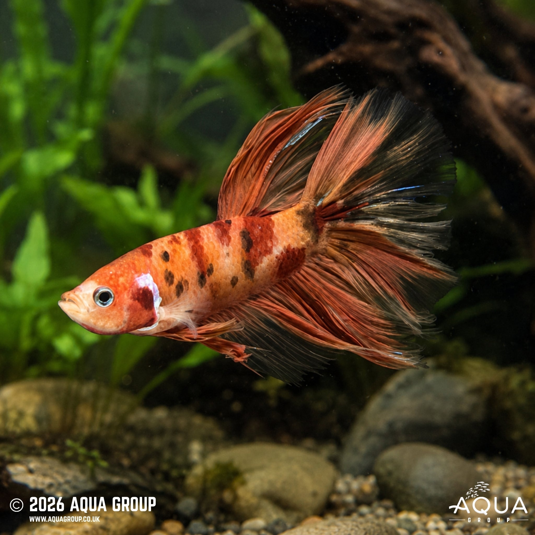 Koi Halfmoon Betta #1