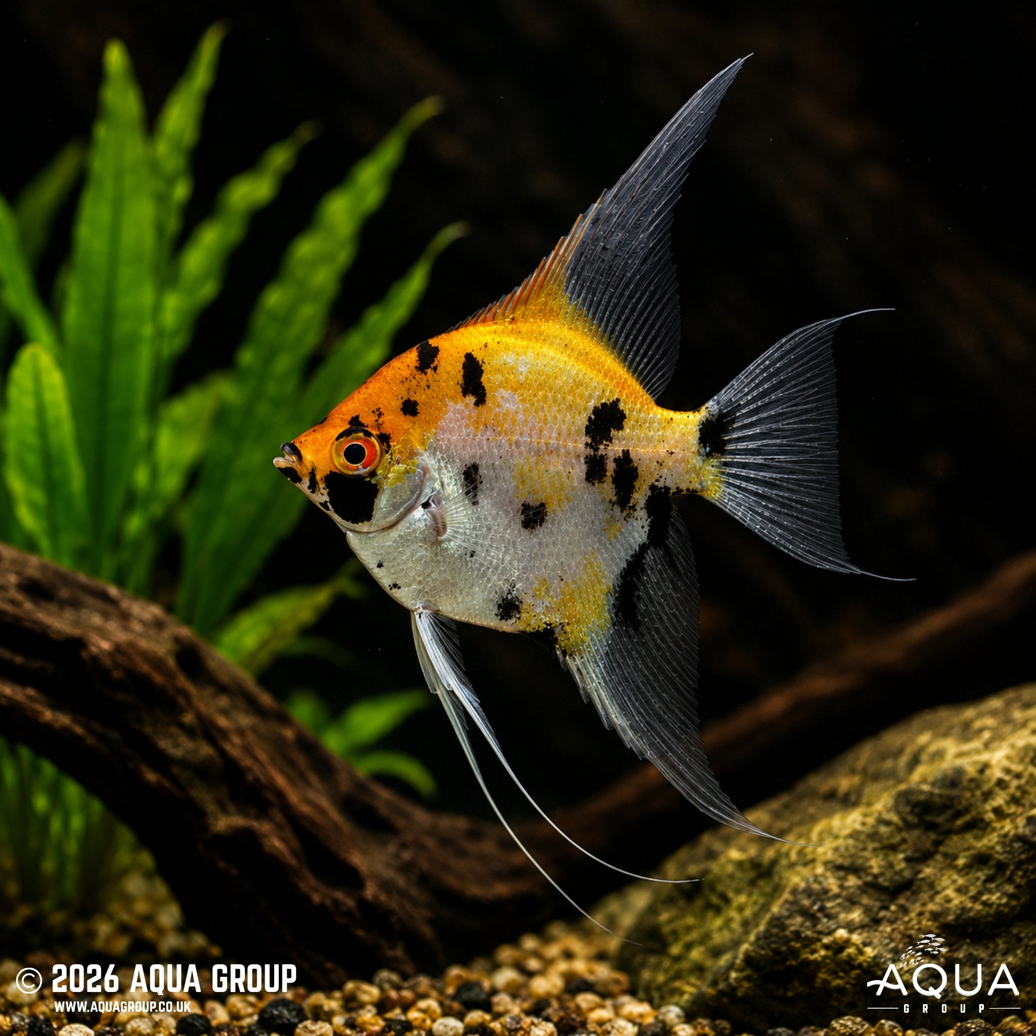 Koi Angelfish (Pterophyllum scalare)