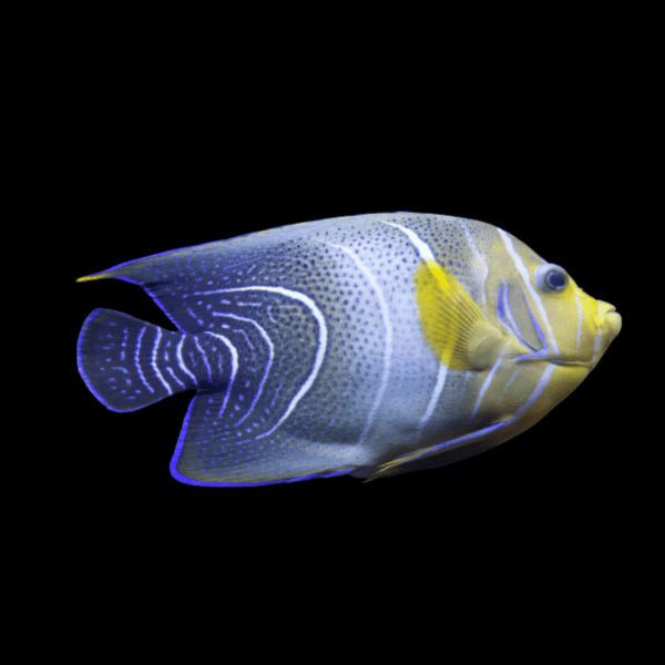 Koran Angelfish Pomacanthus Semicirculatus - Real Aquatics