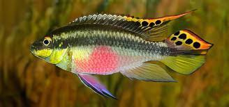 Kribensis Cichlid Pelvicachromis Pulcher 4cm - Real Aquatics